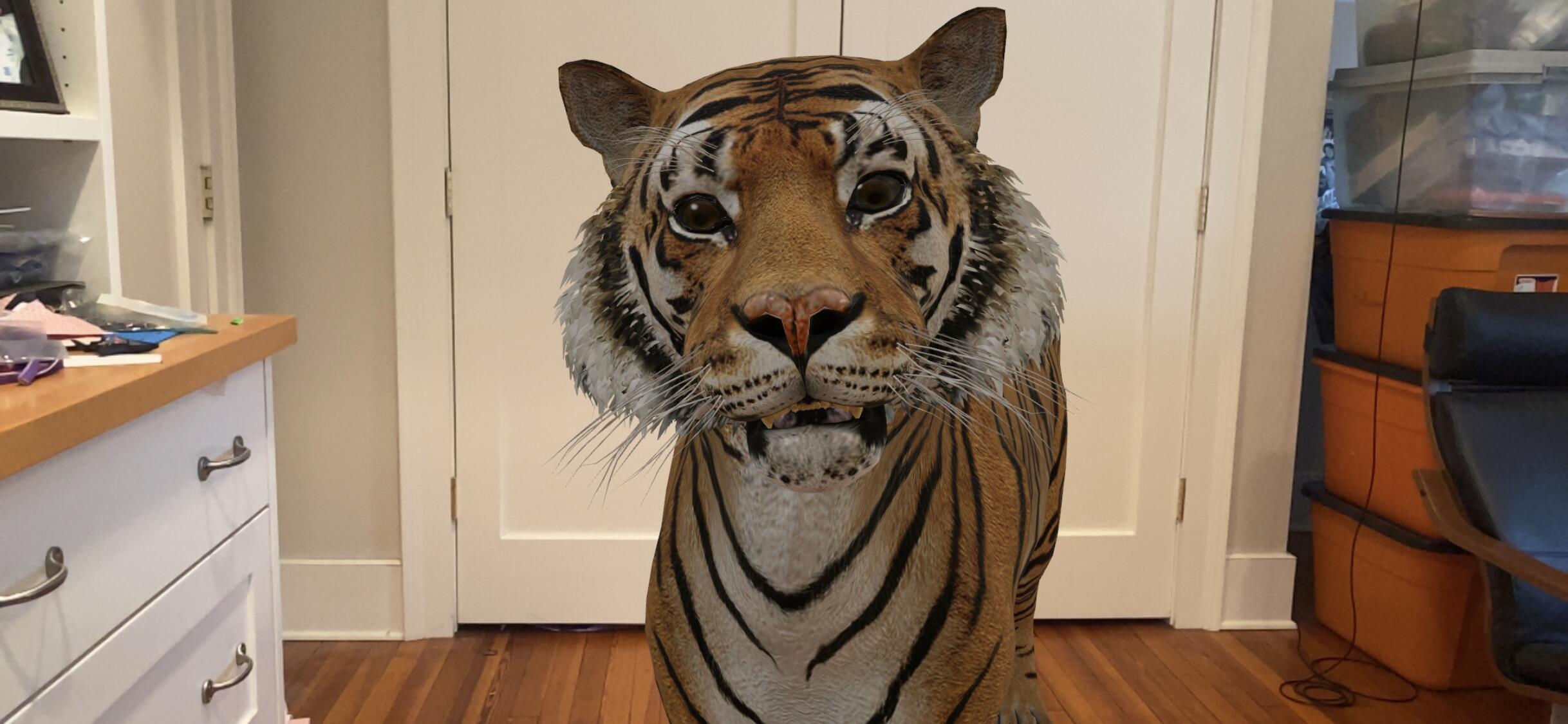 Животные в реальности. Тигр в доме. Гугл животные в 3д тигр. Домашний тигр. Тигр 3д камера.